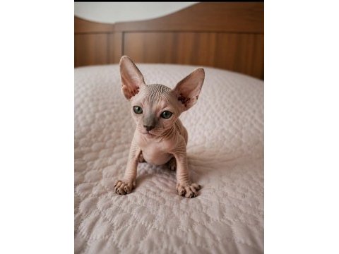 Erkek sphynx