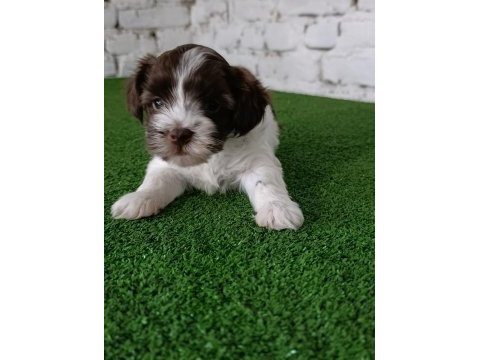 Morkie erkek yavrumuz