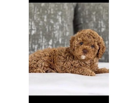 Toy poodle sağlıklı köpekler