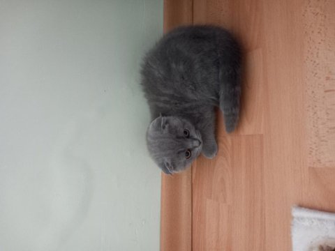 2 aylık yavru dişi scottish fold