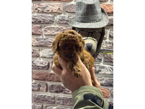 Toy poodle kore kan