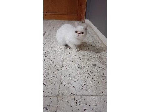 İran kedisi