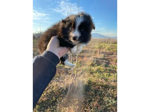 Baby face border collie bebekler