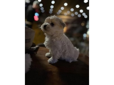 Kore maltese terrier