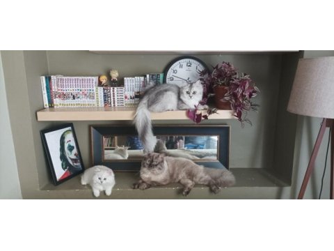 British longhair kızımıza yeni yuva