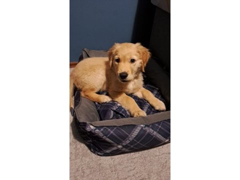 3 aylık yavru golden retriever