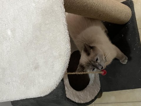 British shorthair kedimize acil yuva aranıyor