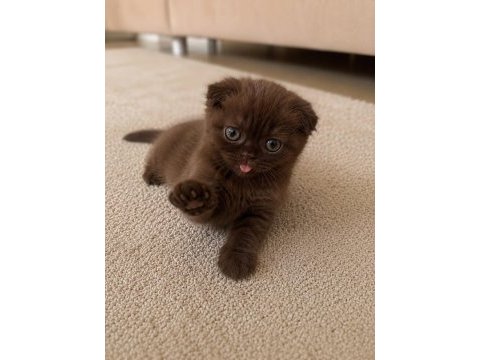 Özel renk çikolata scottish fold