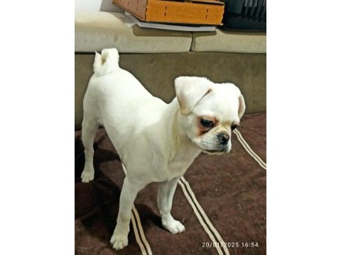 Beyaz pug aşıları cipi karnesi tam eksiksiz pug