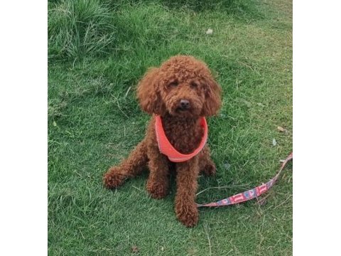 Toy poodle red brown kore safkan dişi-erkek yavrular