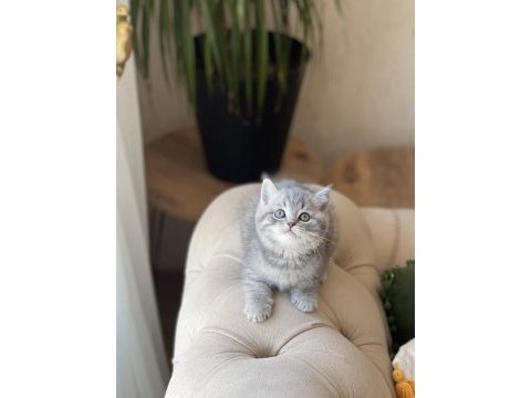 Sosyal ve üst düzey kalite british shorthair 
