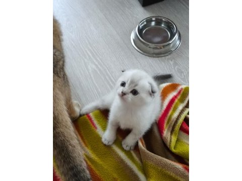 Enfes tatlı scottish fold blue point maviş yavrular