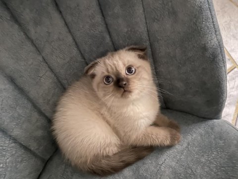 Scottish fold yavru
