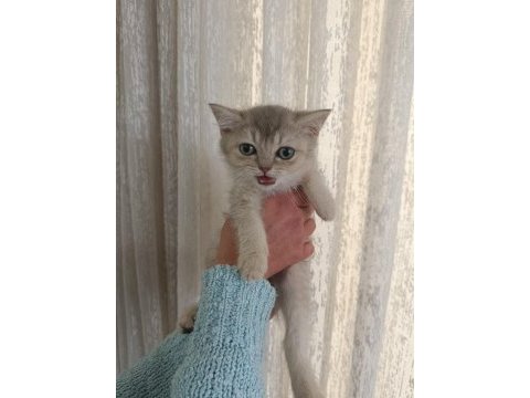 British shorthair bebekler
