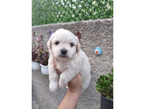 Erkek maltese