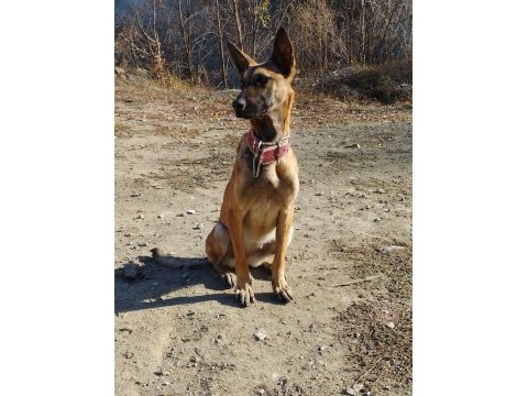Belçika kurdu (malinois)