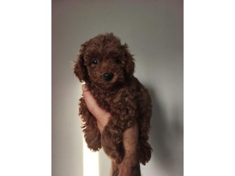 2.5 aylık toy poodle