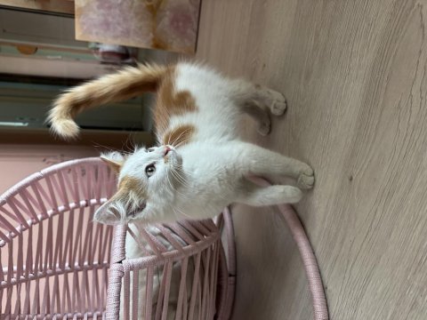 Ücretsiz kedimiz güzel yuva arıyoruz