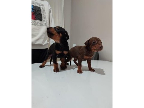 Doberman yavrusu