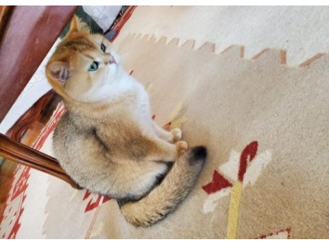 Ny golden british shorthair