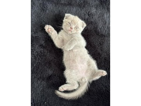 Safkan scottish fold kedisi yavrusu