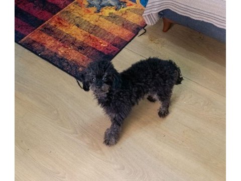 Mama karşılığı orjinal erkek toy poodle