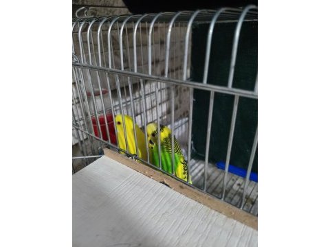 Toplu 2 takım sultan 1 takım jumbo 1 takım muhabbet