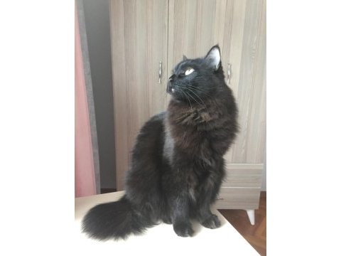 Muhteşem siyah güzellik bombay