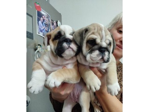 Orijinal ırk ıngılız bulldog yavrularımız