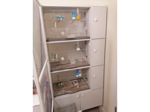 Toplu kafesler dahil muhabbet kuşları
