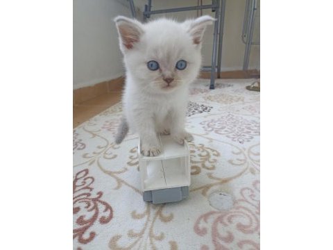Boncuk gözlü british shorthair