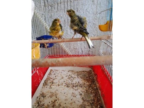 Orjinal kıvırcık mantolu kanarya
