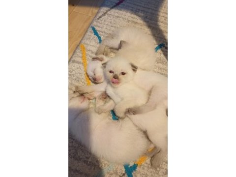 Scottish fold ve siyam yavruları