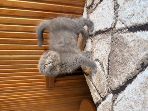 Üst kalite scottish fold bebekleri