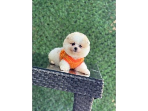 Sağlık ve ırk garantili pomeranian