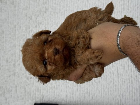 Poodle aşılı köpeğimiz