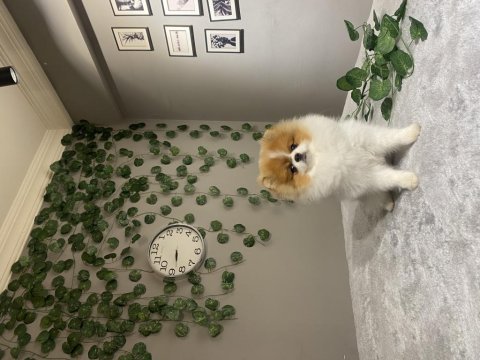 Teddy face pomeranian ırkın en iyi ve en nadir renklerinden