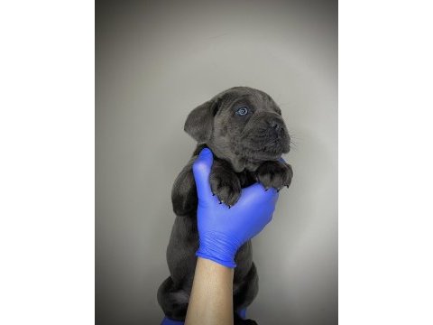 Cane corso yavru denizli