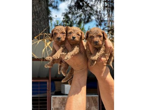 Toy poodle muhteşem bebeklerimiz