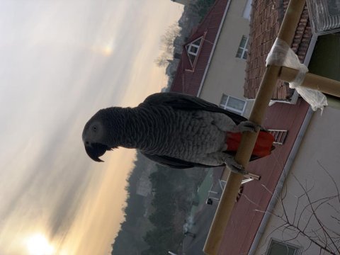 Evcil künyeli 4 yaşında jako papağanı