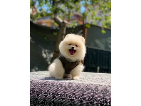 Pomeranian teddy bear yavru köpeklerimiz