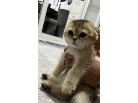 3 aylık british shorthair