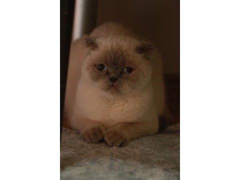 3 yaşında dişi scottish fold blue point