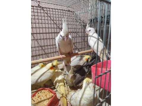 Albino sultan papağanı bulunur