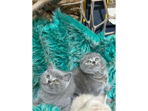 Güzel yavru kedilerimiz yeni yuvalarını arıyor