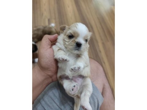 0 numara orijinal safkan şecereli shih tzu yavruları 3 erkek