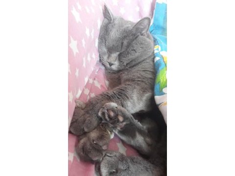 3 yaşında british kedisi