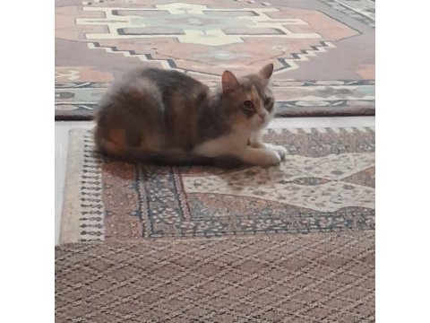 9 aylık kısırlaştırılmış dişi kedim