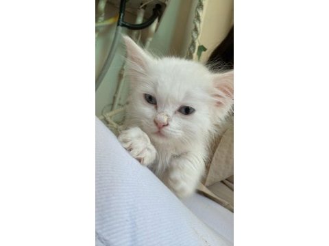 British shorthair yavru