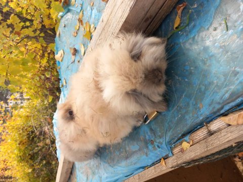 Lop tavşanları